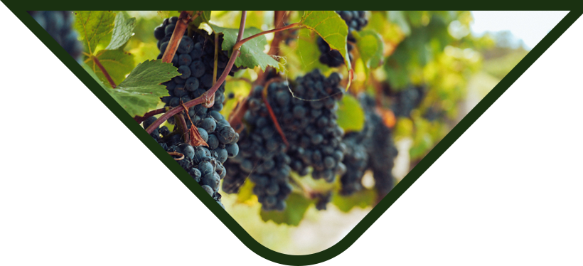 Ripe Vineyard Grapes—Harvest Season