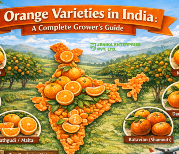 Orange Varieties in India